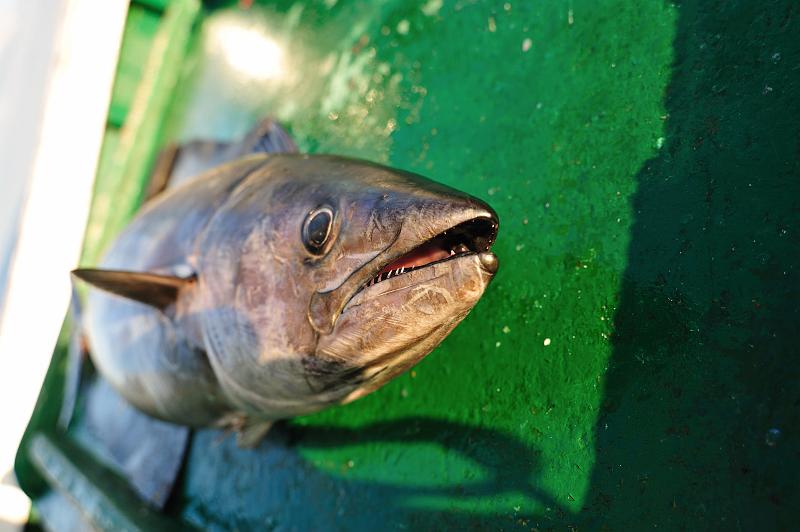 Fileyeur St Jean de Luz ac2.JPG